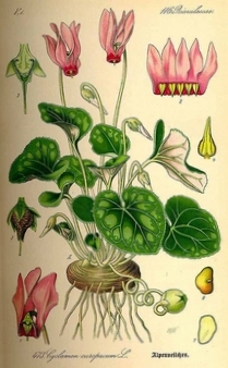 ботаническая иллюстрация цикламена