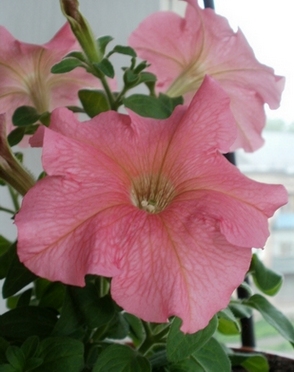 Розовая крупноцветковая петуния