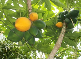 фото - папайя в саратовском лимонарии