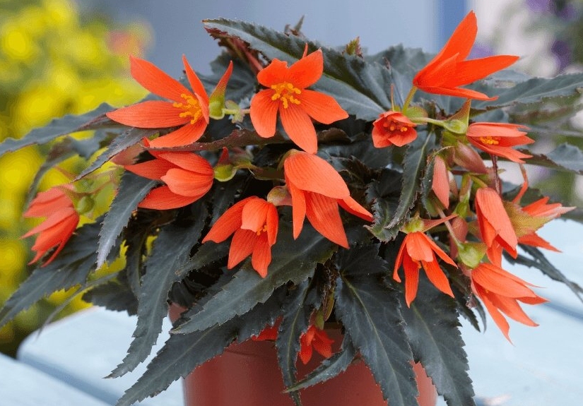 фото - Бегония боливийская гибридная в начале сезона цветения