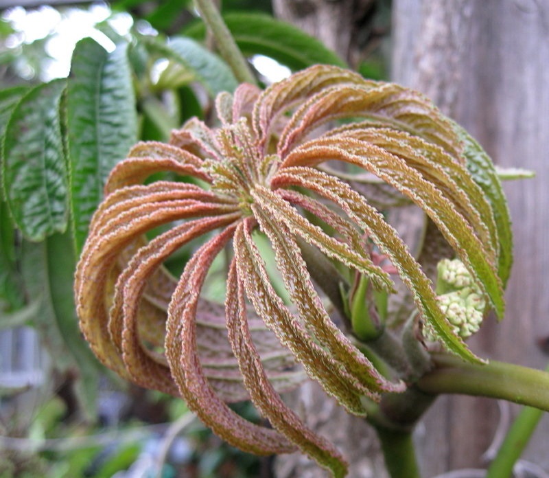 Бегония роскошная (Begonia luxurians)