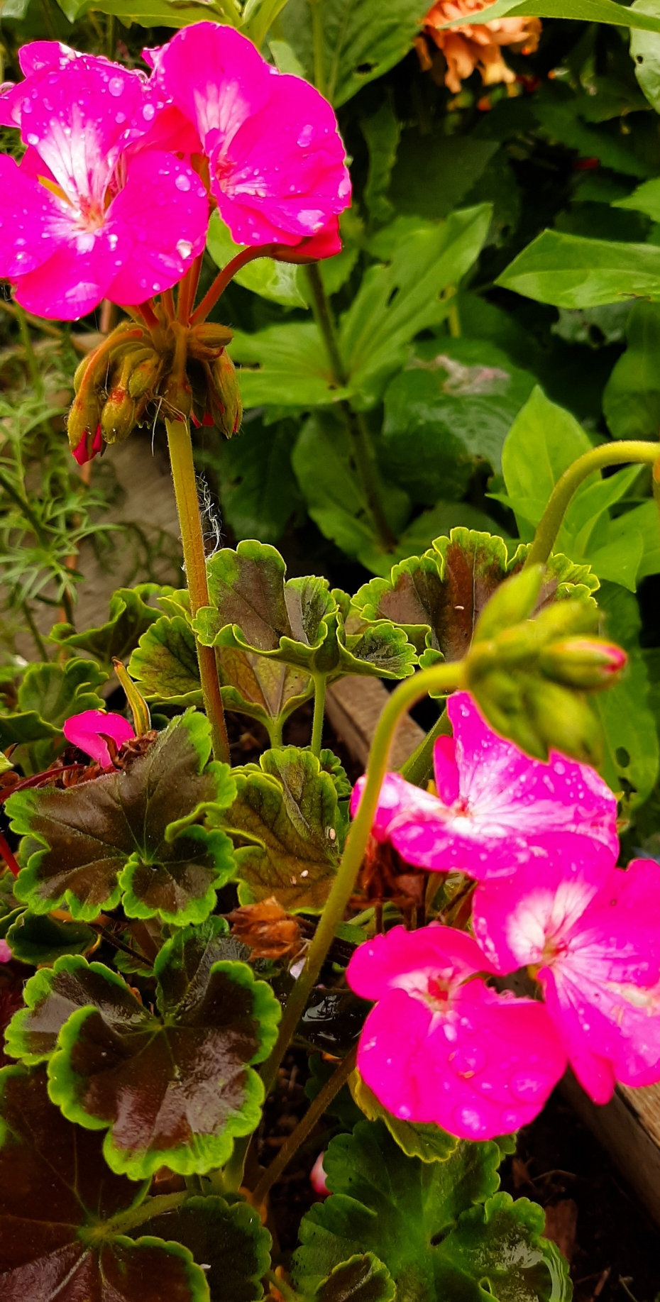 фото - Зональная пеларгония «Черный бархат» цветет в летнем саду