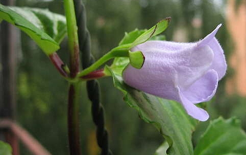 фото - Глоксиния многолетняя (Gloxinia perennis)