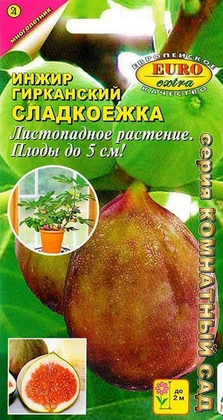 Инжир комнатный